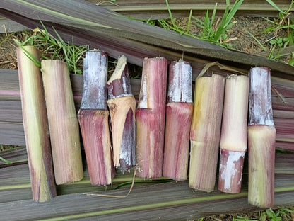 Red napier Grass | Australian Napier | Napier Stick | Pack of 25 Red Napier Grass Stick