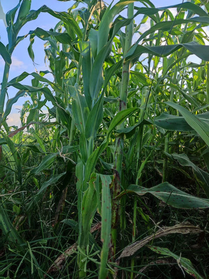 EasySeeds™ सुपर नेपियर गवत, हायब्रीड गवत, ऑस्ट्रेलियन रेड नेपियर गवत, एलिफंट ग्रास सीड्स (100 बियांचे पॅक)