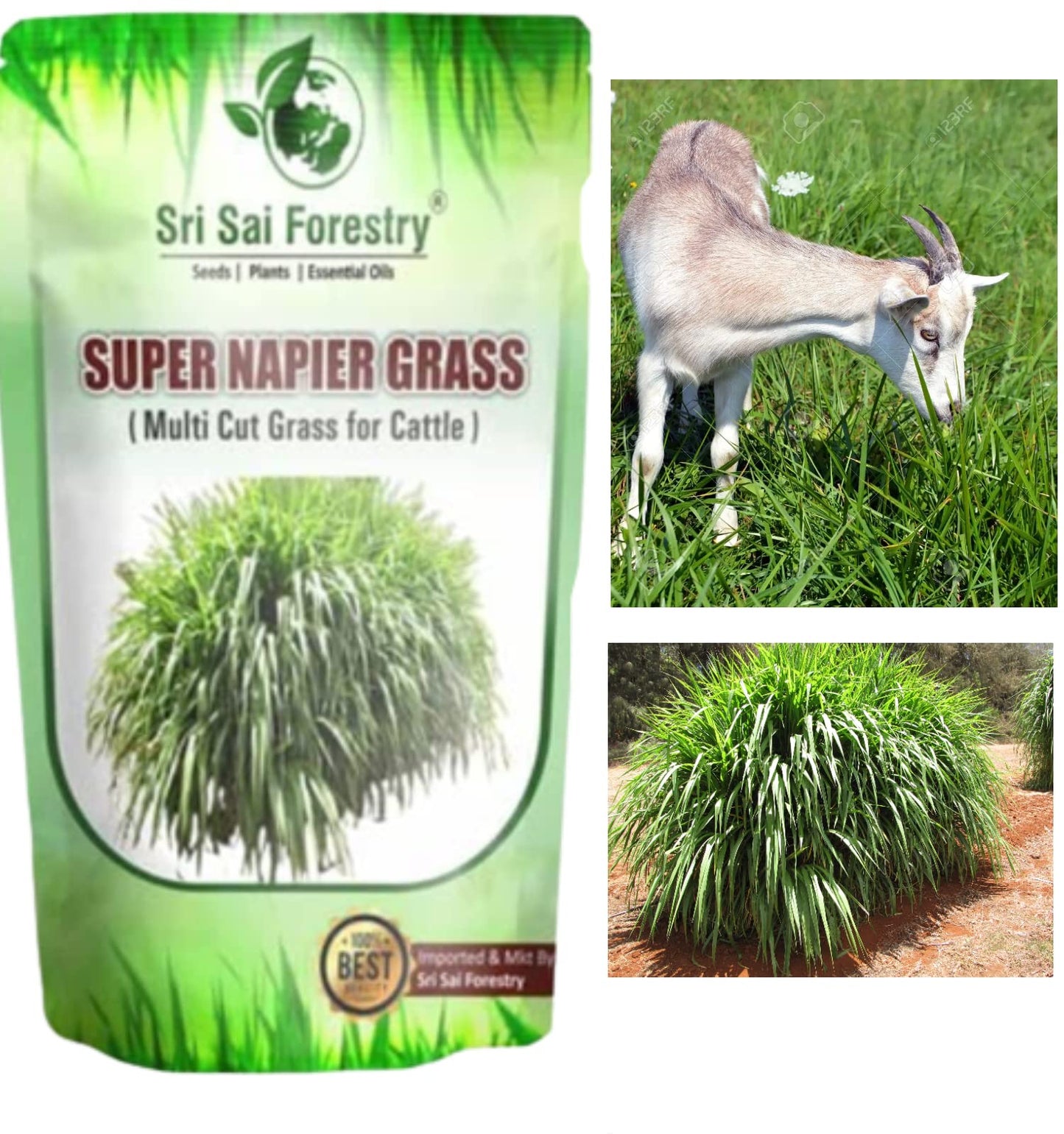 SRI SAI FORESTRY सुपर नेपियर गवत बियाणे (500 चे पॅक) उच्च उत्पन्न, मल्टी कट गवत