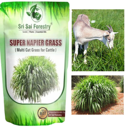SRI SAI FORESTRY सुपर नेपियर गवत बियाणे (500 चे पॅक) उच्च उत्पन्न, मल्टी कट गवत