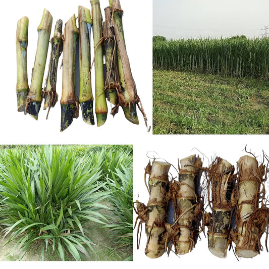 N.G.M.AGROCARE Dwarf Napier and Super Napier Grass Stick, Each 10 Total 20 Fresh Stick