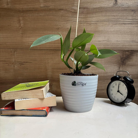 तुमच्या घराला द्या हिरवीगार आणि ताजी हवा! Philodendron Hashtum Silver आता ऑफर मध्ये!