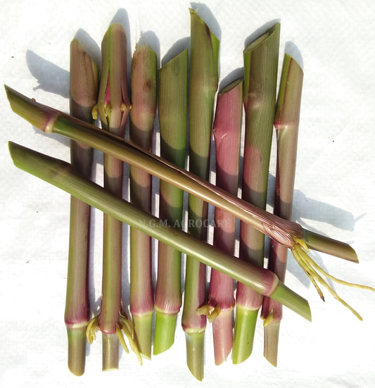 N.G.M. AGROCARE- COCN4 HYBRID MULTI-CUT NAPIER GRASS for Animal Husbandry & Poultry farming green tasty fodder specially for goat farming double nodes slips for cultivation (Pack of 25 Nos.)