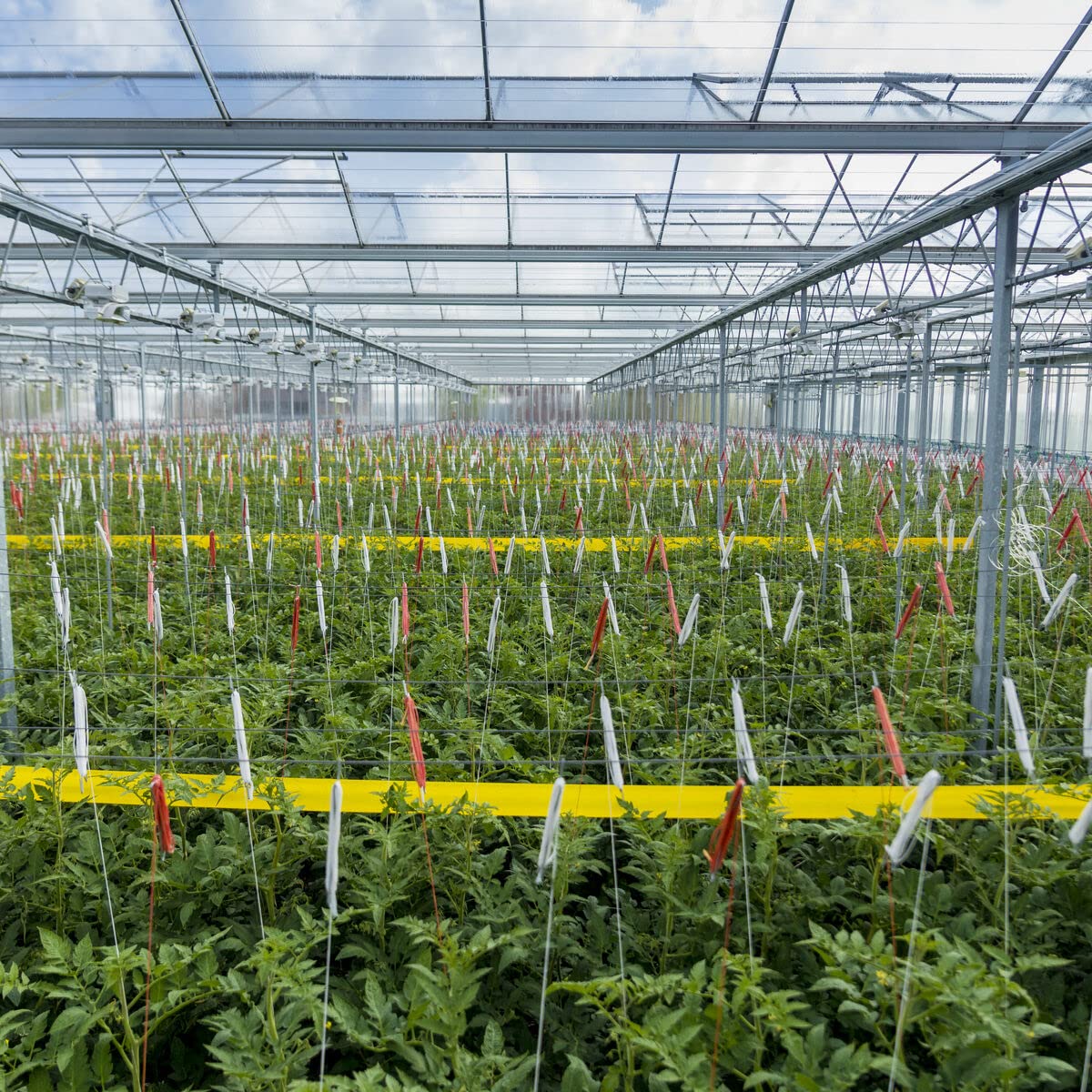 क्या आपकी फसल पर कीटों का हमला हो रहा है? पाएं #InsectControl के लिए रोलर ट्रैप येलो!