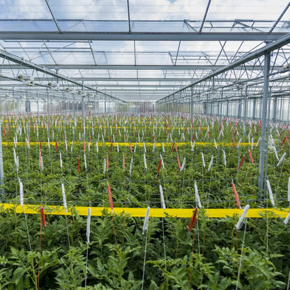 क्या आपकी फसल पर कीटों का हमला हो रहा है? पाएं #InsectControl के लिए रोलर ट्रैप येलो!