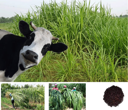 SRI SAI FORESTRY सुपर नेपियर गवत बियाणे (500 चे पॅक) उच्च उत्पन्न, मल्टी कट गवत