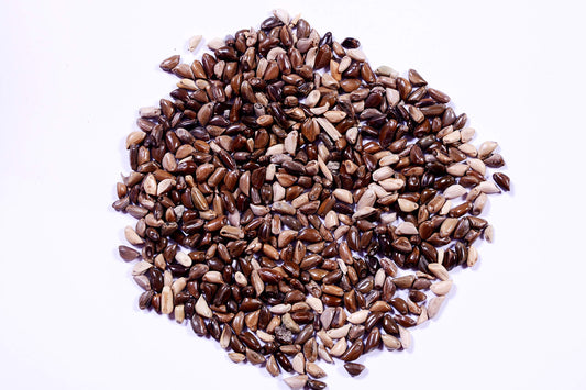 RK Seeds – Napier grass seeds, Elephant grass, Pennisetum purpureum MULTI CUTTING/HIGH-PROTEIN/HIGH YIELD Grass Seeds - Pack of 850 gm
