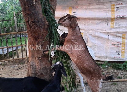 N.G.M. AGROCARE- COCN4 HYBRID MULTI-CUT NAPIER GRASS for Animal Husbandry & Poultry farming green tasty fodder specially for goat farming double nodes slips for cultivation (Pack of 25 Nos.)