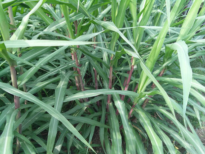 N.G.M. AGROCARE- COCN4 HYBRID MULTI-CUT NAPIER GRASS for Animal Husbandry & Poultry farming green tasty fodder specially for goat farming double nodes slips for cultivation (Pack of 25 Nos.)