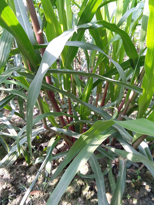 N.G.M. AGROCARE- COCN4/BANGLADESH HYBRID MULTI-CUT SUPER NAPIER GRASS for Animal Husbandry & Poultry farming green fodder specially for goat farming mother slips for cultivation (Pack of 200Nos.)