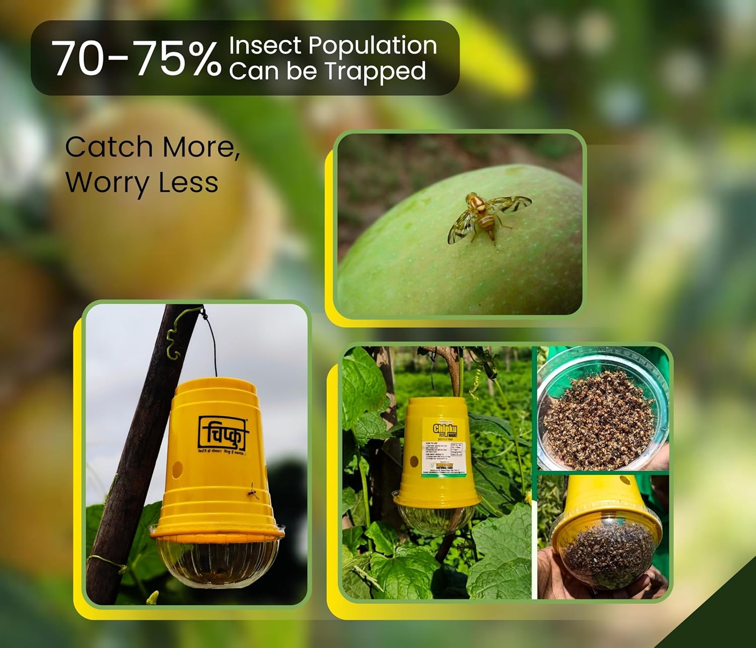 strongest fruit fly trap