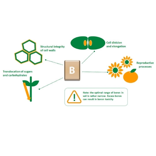 role of boron in Crop health