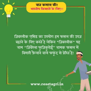 जिबरलीक एसिड का उपयोग