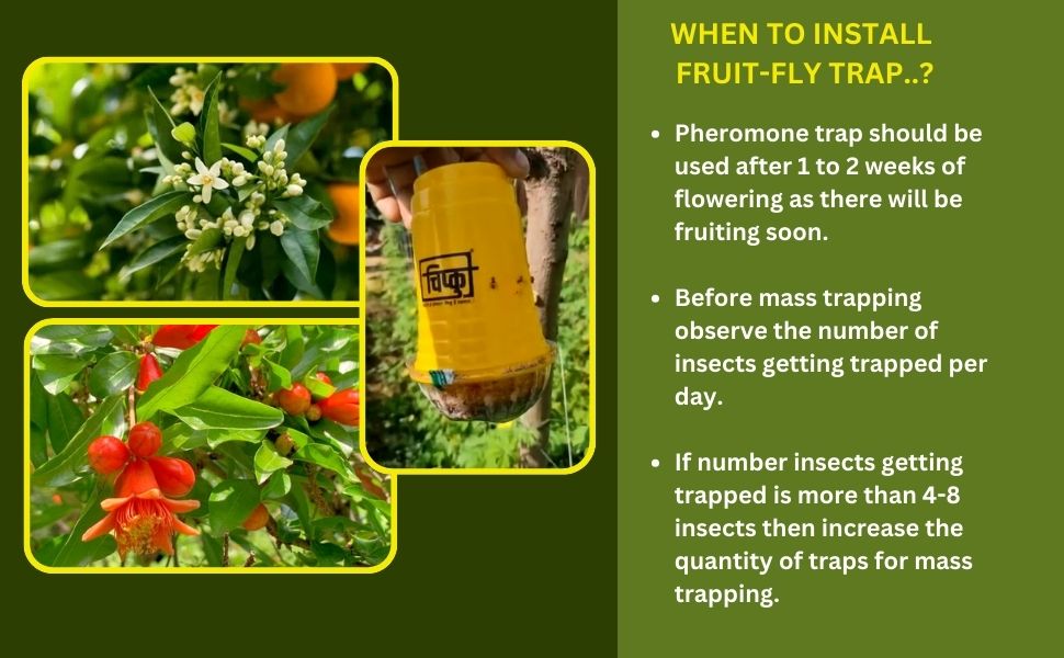 When to install fruit fly trap