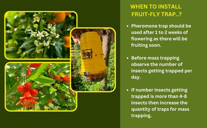 When to install fruit fly trap