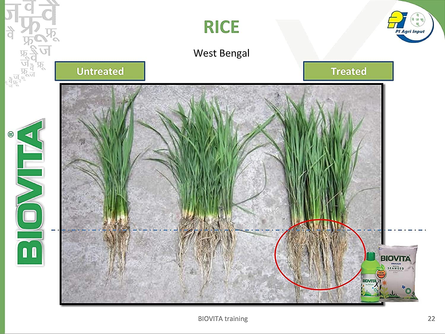 Biovita trial on rice
