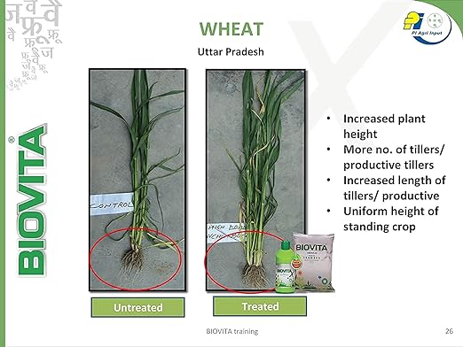 Biovit trial on wheat