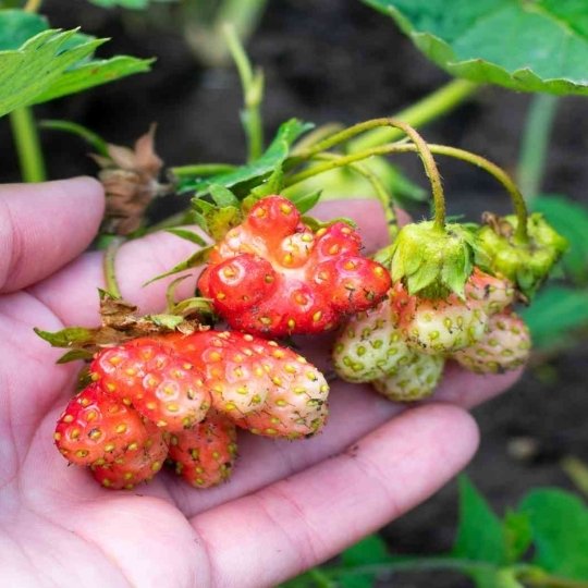 Crop yield loss