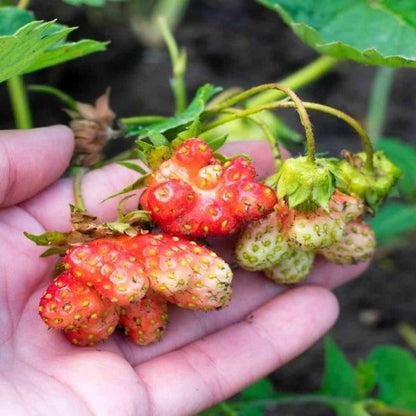 Crop yield loss