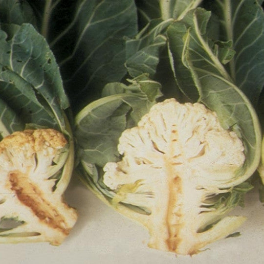 Boron deficiency