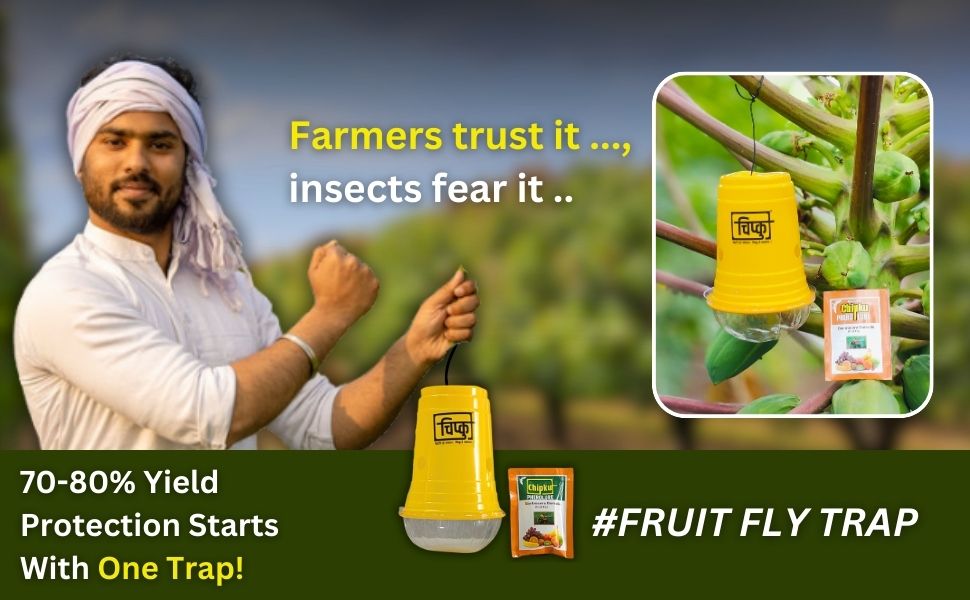 most trusted fruit fly trap