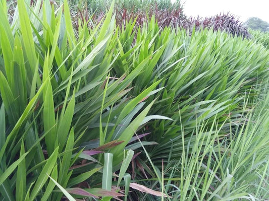 Natural Agrocare Smart/Dwarf/Indonesian Multi-Cut Hybrid Napier Green Fodder Grass Slips (Pack of 50 Slips)