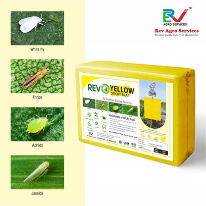 pests catch on sticky traps