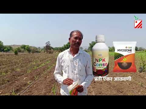 biofertilizer use with mycozone