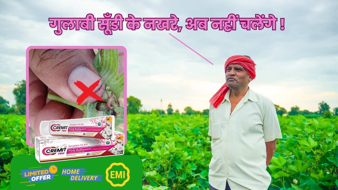 CREMIT PBW for Pink Bollworm Management