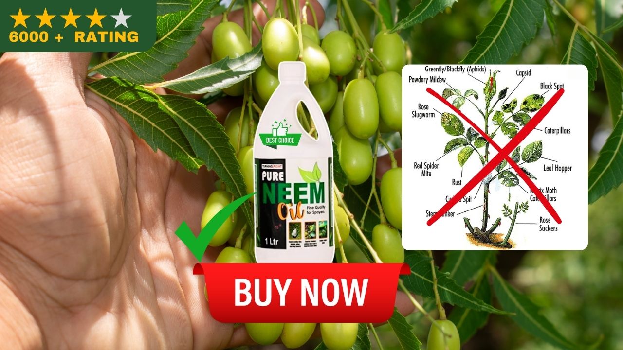 neem oil price