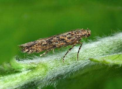 tomato leaf miner adult