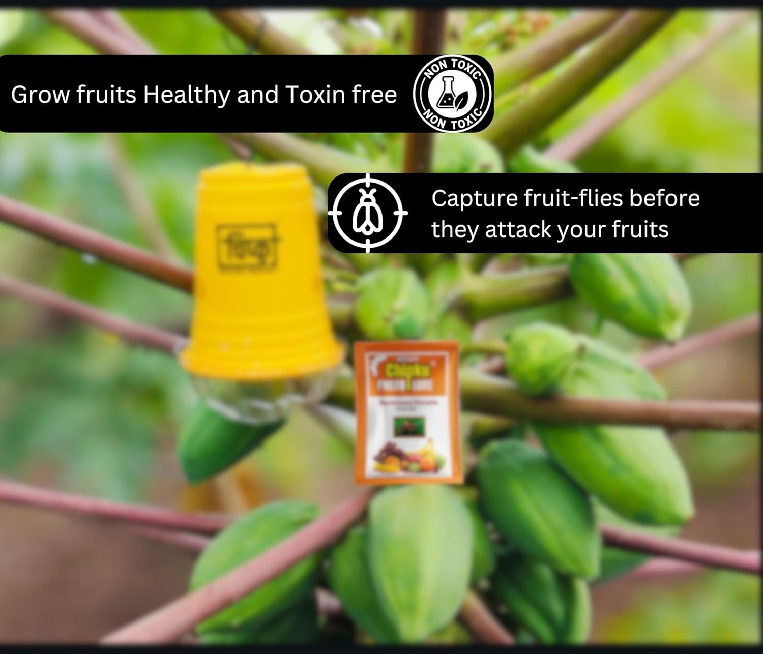 install fruit fly traps when plants start showing flowers