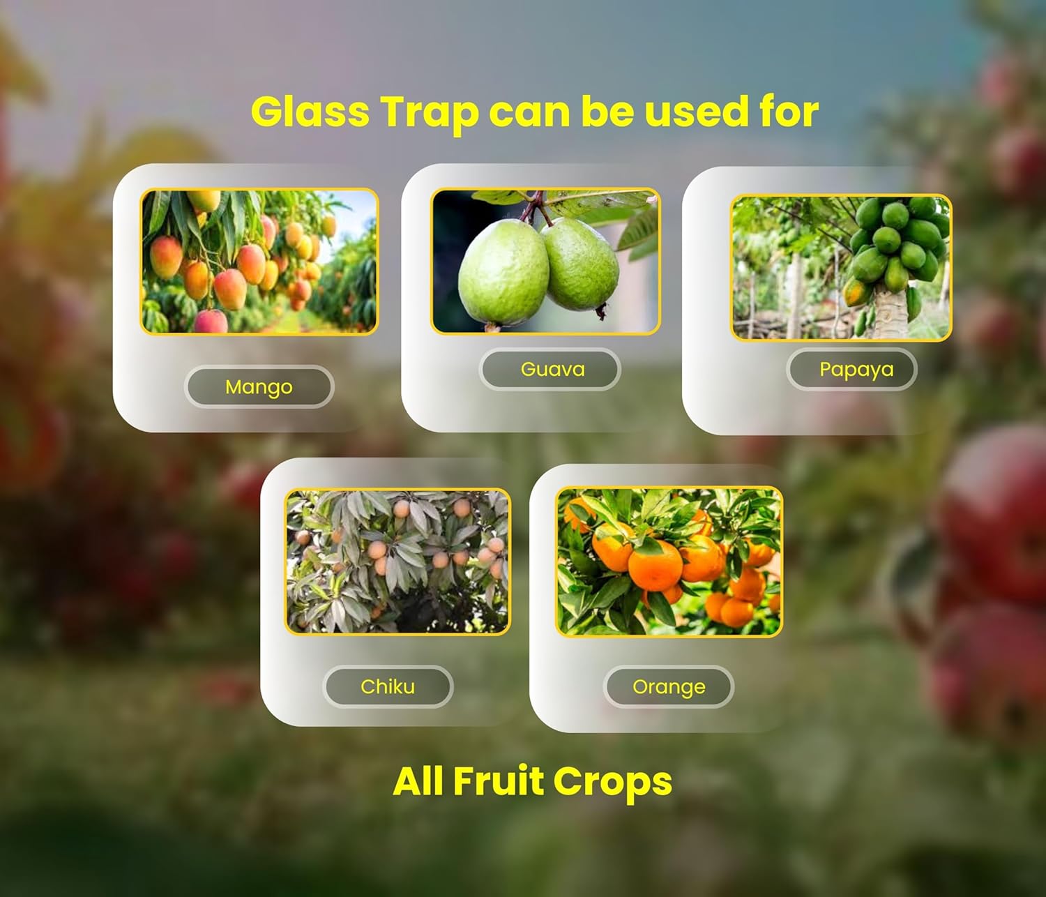 which fruits get attacked by fruit fly trap