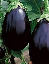 Plantogallery® F1 हाइब्रिड बैंगन गोल बीज, छोटा पैक