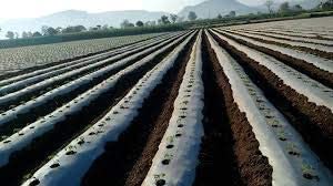 PRUTHAA Agriculture Mulching Sheet/Paper 400 Meter Length- 4 Feet Width (25 Micron)