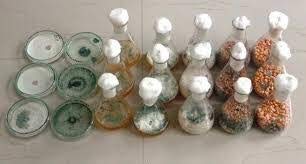 Iagrifarm Trichoderma Viride Powder - 5 Kg with (2 x 10^8 CFU per Gram) / to Control Fungui and Bacteria that Damage Crops