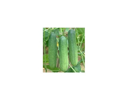 LAXMI DAL & SEEDS STORE | Cucumber High Germination Seeds for Your Garden/Easy to Grow/Organic Hybrid Vegetable Seeds for Home and Terrace Gardening(Seeds) (Pack of 25g)