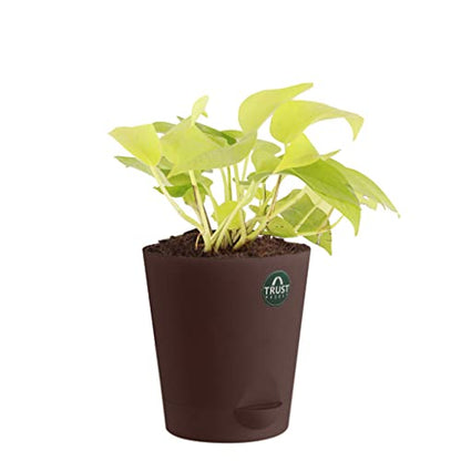 TrustBasket Money Plant and Syngonium with Attractive Self Watering Pot Pot | Air Purifying Indoor Live Plant for Living Room, Home Decor & Workspace use.