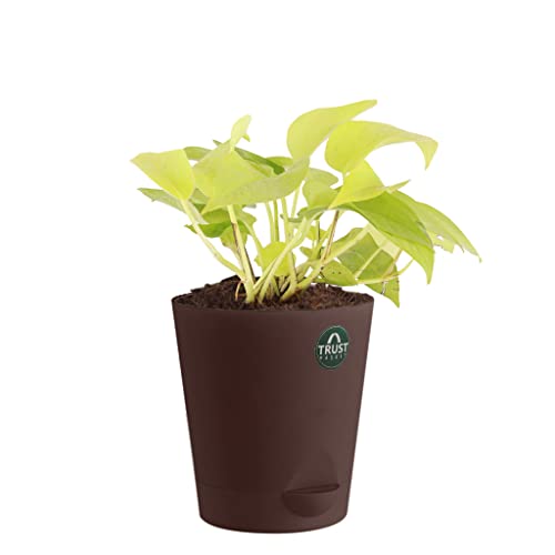 TrustBasket Spider Plant and Money Plant with Attractive Self Watering Pot Pot | Air Purifying Indoor Live Plant for Living Room, Home Decor & Workspace use.