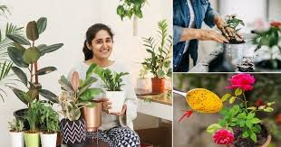 मिक्स ह्युमिक + सीव्हीड + सिलिकॉन (काला मोती) ऑरगॅनिक बॉल फॉर ऑल प्लांट (4 किलो)