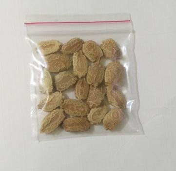 Pusa bitter gourd seeds
