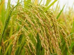 SDF INDIA Rice Husk for Gardening (5KG)