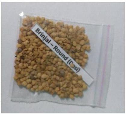 पौधा भाजी वांग्याचे २५ वांग्याचे पॅक P-brinjal-a7550