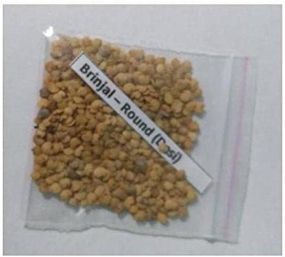 पौधा भाजी वांग्याचे २५ वांग्याचे पॅक P-brinjal-a7550