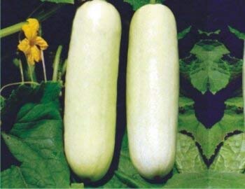 Golden Hills Farm (AVG 100-271) seeds CUCUMBER WHITE LONG SEEDS