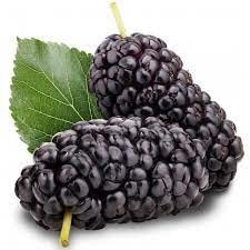 JooGTooK Dwarf Mulberry Tree Everbearing Morus Nigra Indoor or Outdoor Plants