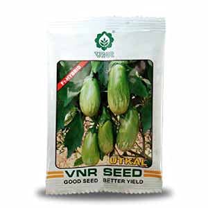 vnr utkal brinjal