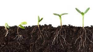 effect of humic acid on roots