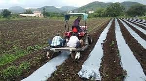PRUTHAA Agriculture Mulching Sheet/Paper 400 Meter Length- 4 Feet Width (25 Micron)