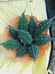 Syngenta Little Champ Hybrid Bitter Gourd Seeds 50gm - Karela